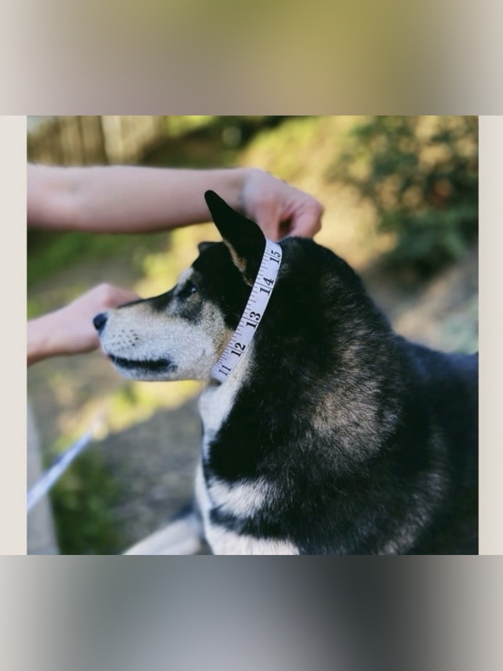 Litto Howler Rope Slip Collar - Picture 10 of 11